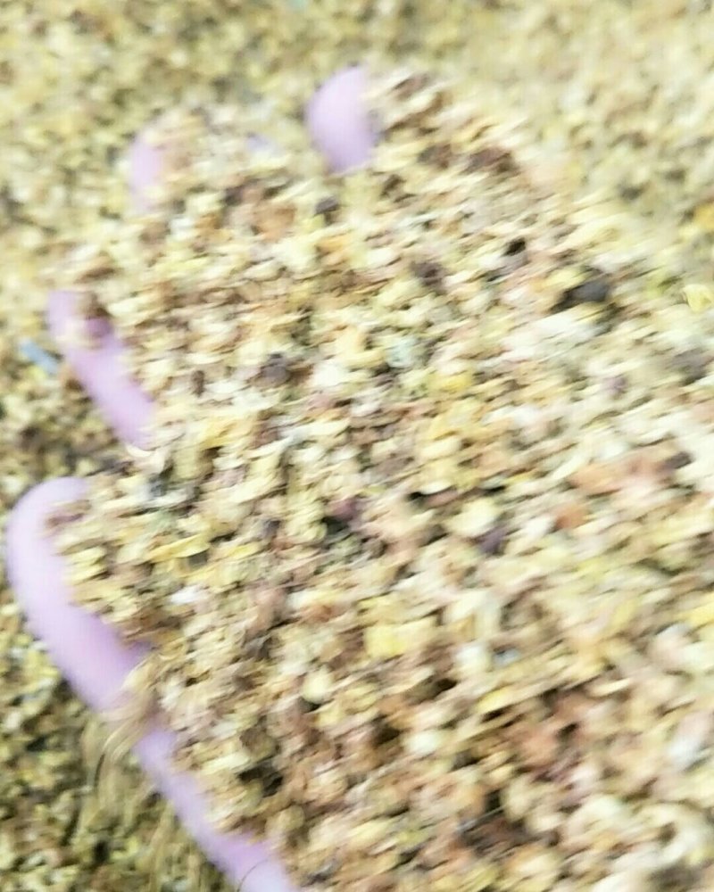 金桂花，常年批发供应金桂花，干桂花，桂花