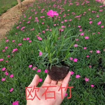 欧石竹，精品石竹，价格便宜