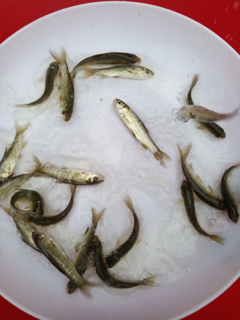 优质淡水草鱼苗，鲩鱼苗适合各种水体养殖，生长速度快