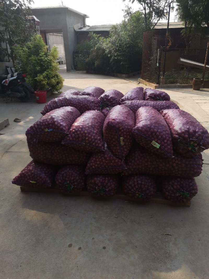 薄皮核桃