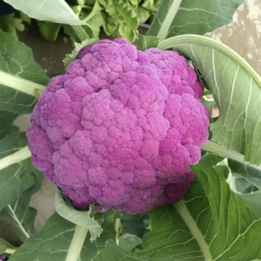 紫色西兰花