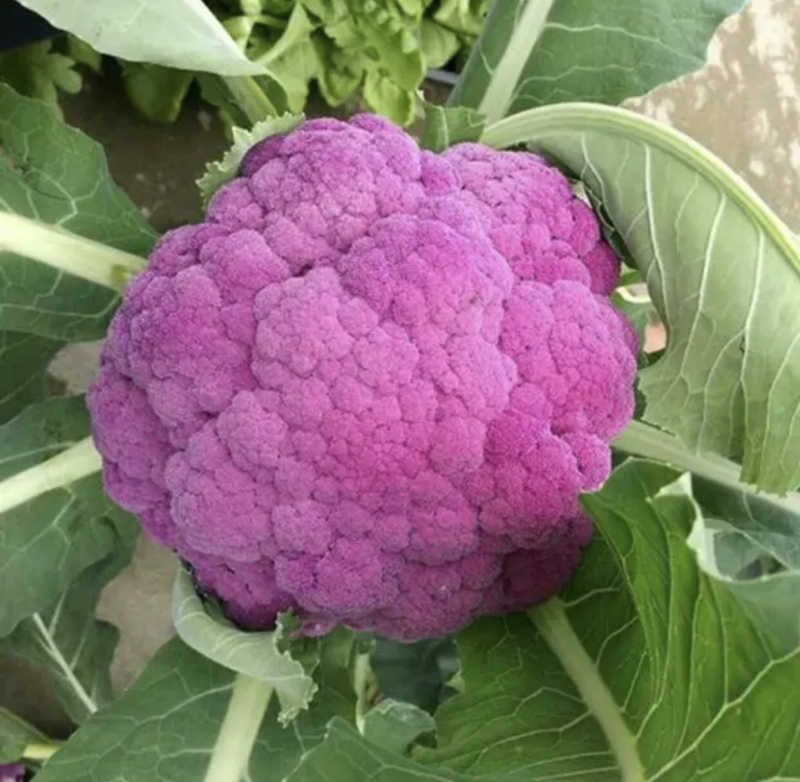 紫色西兰花