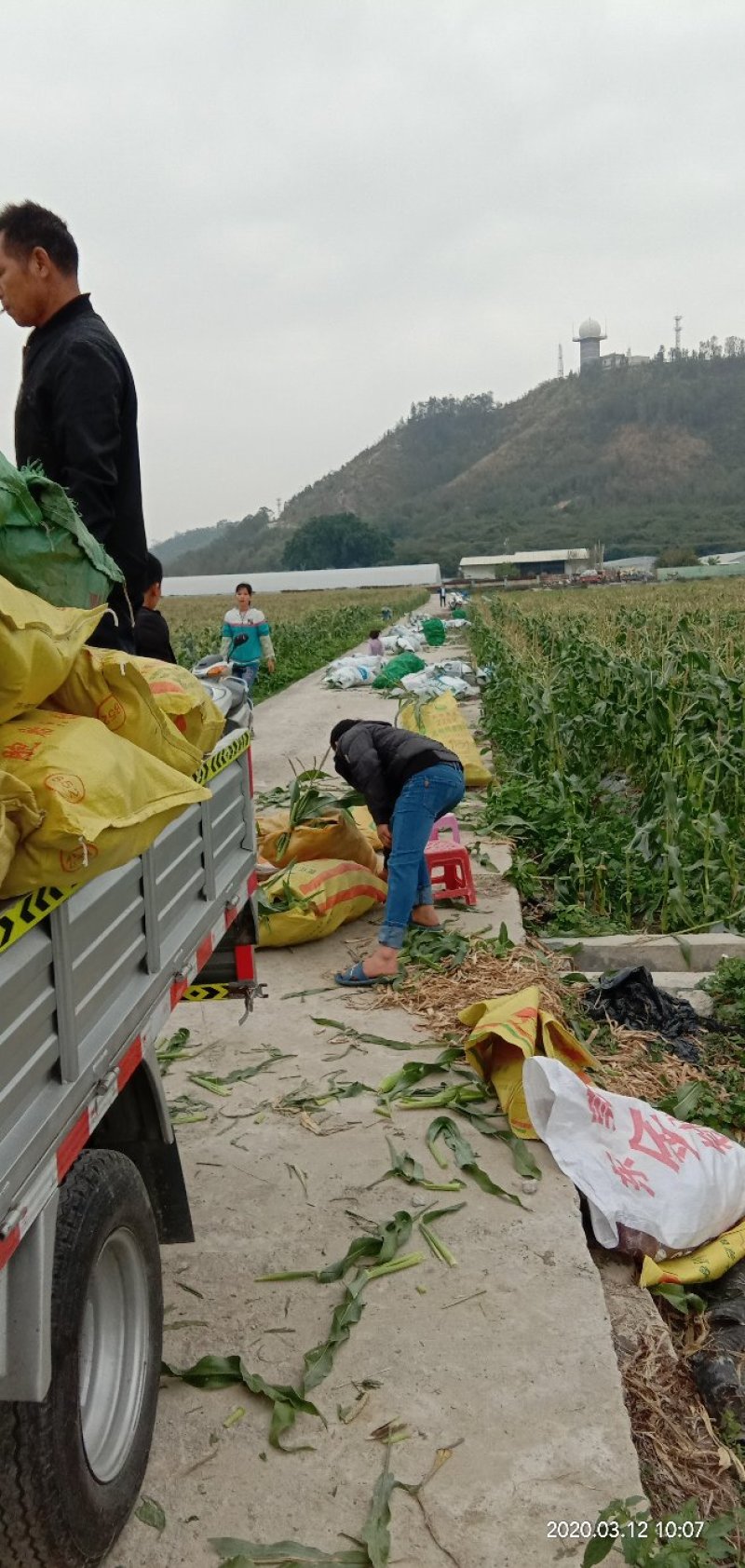 批发零售新鲜本地玉米