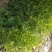 贵州毕节古夜郎大地野生石龙芮全草全草入药盆栽种植