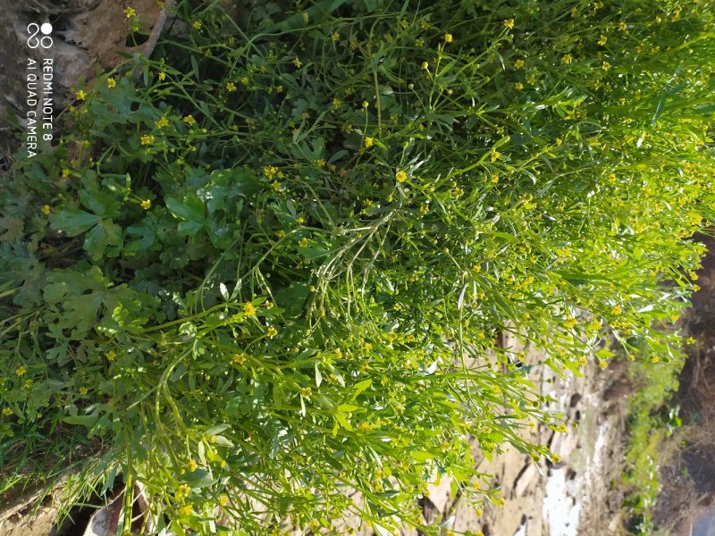 贵州毕节古夜郎大地野生石龙芮全草全草入药盆栽种植