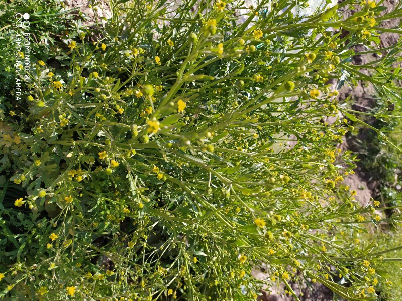 贵州毕节古夜郎大地野生石龙芮全草全草入药盆栽种植