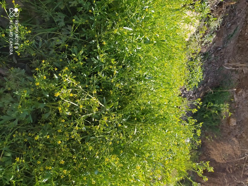 贵州毕节古夜郎大地野生石龙芮全草全草入药盆栽种植