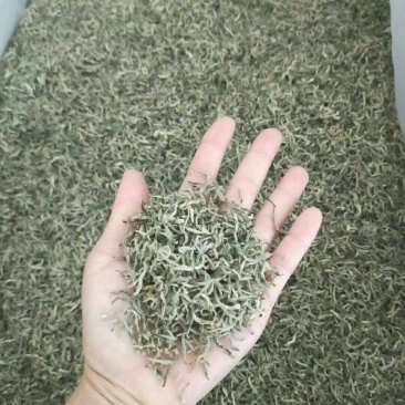 云南绿茶2020年新茶