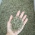 云南绿茶2020年新茶