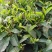云南绿茶2020年新茶