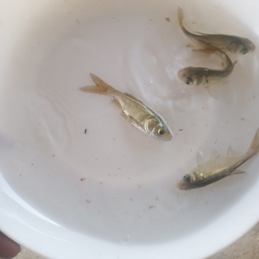 花鲢