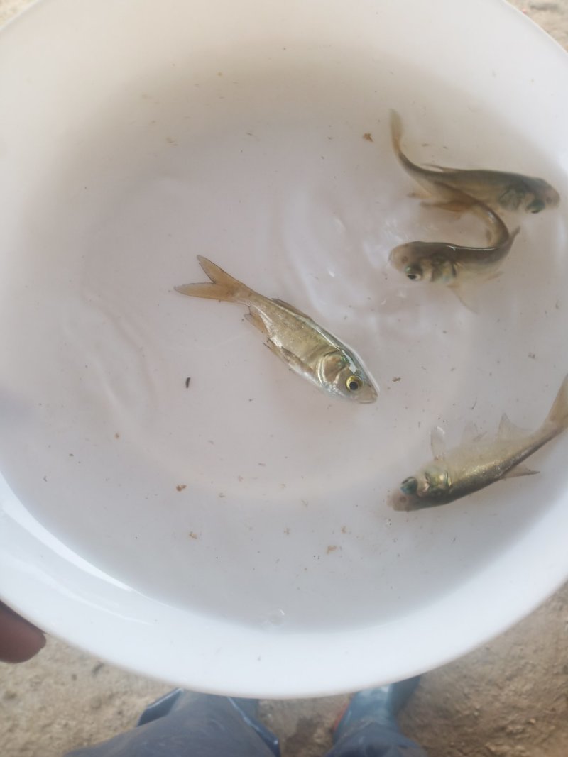 花鲢