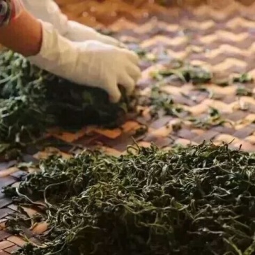 云南毛峰2020年新茶