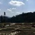 云南毛峰2020年新茶