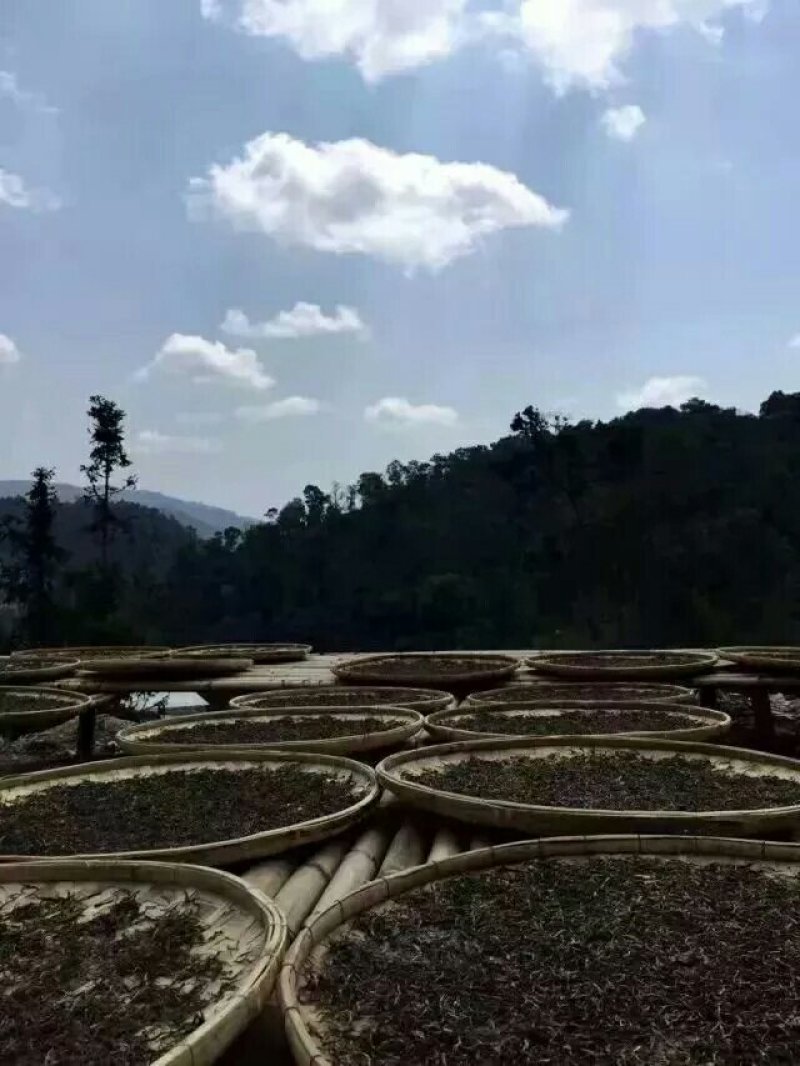 云南毛峰2020年新茶