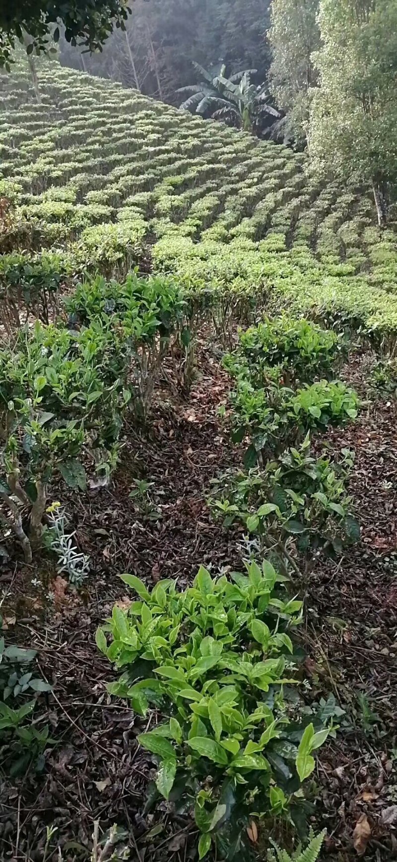 云南毛峰2020年新茶