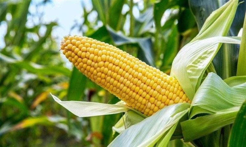太阳花甜玉米，农场现摘现卖，可亲自田货新鲜玉米，质量保证