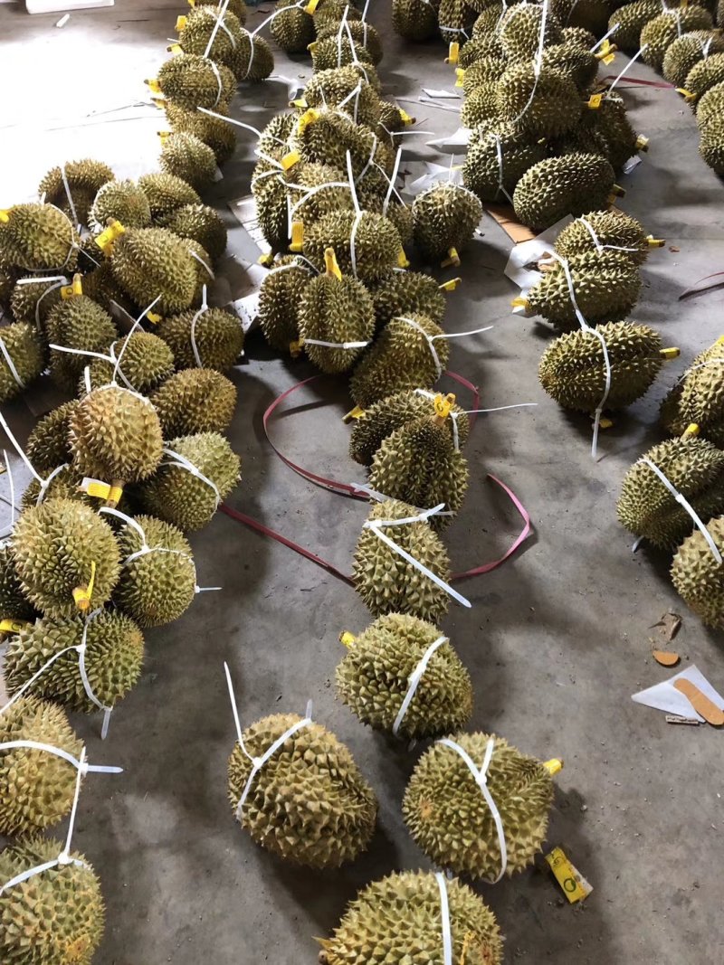 泰国金枕榴莲榴莲