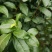 正宗云南普洱茶2020年新茶