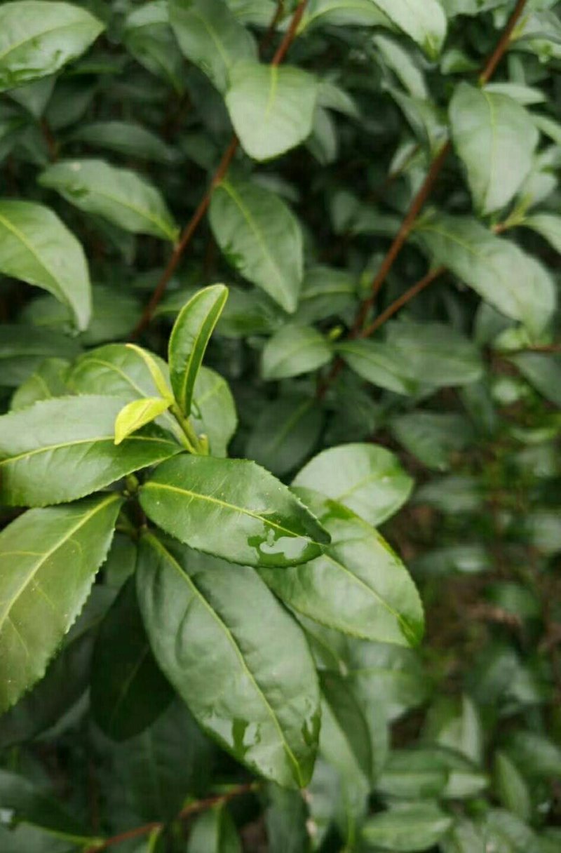 正宗云南普洱茶2020年新茶