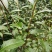 正宗云南普洱茶2020年新茶