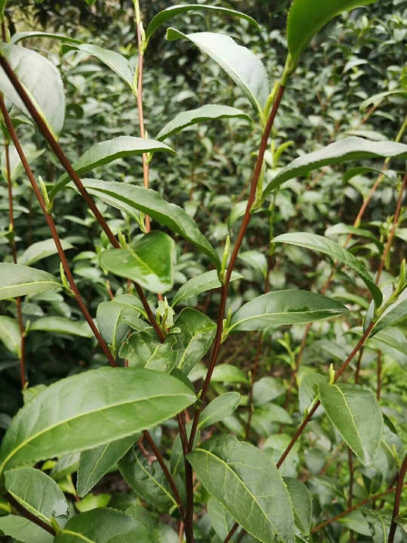 正宗云南普洱茶2020年新茶