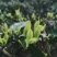 正宗云南普洱茶2020年新茶