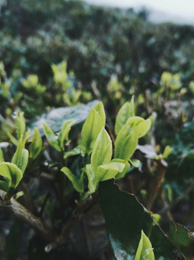 正宗云南普洱茶2020年新茶