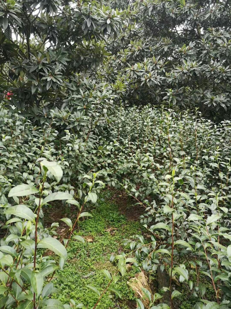 正宗云南普洱茶2020年新茶