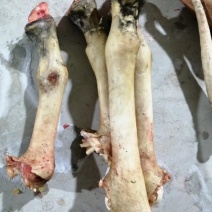 驴蹄，鲜驴蹄，人工屠宰水褪毛，