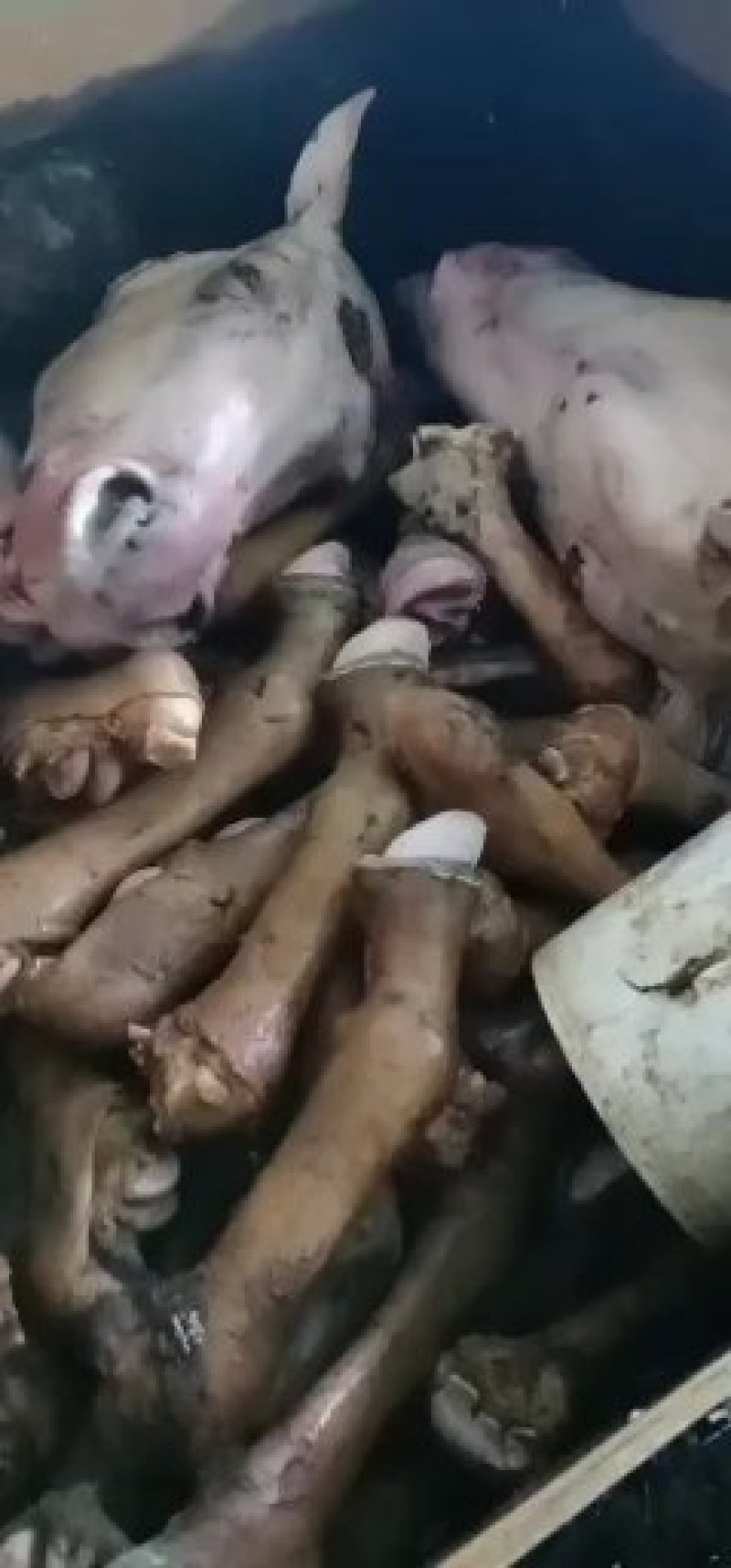 驴蹄，鲜驴蹄，人工屠宰水褪毛，
