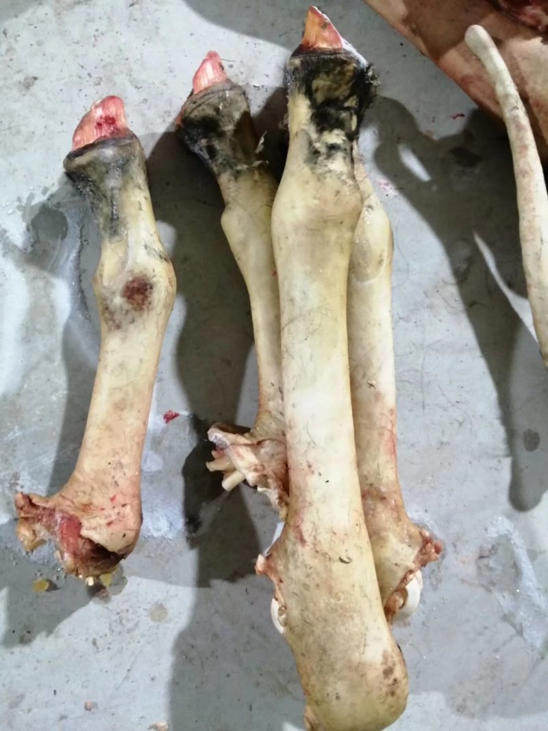 驴蹄，鲜驴蹄，人工屠宰水褪毛，