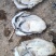 牡蛎