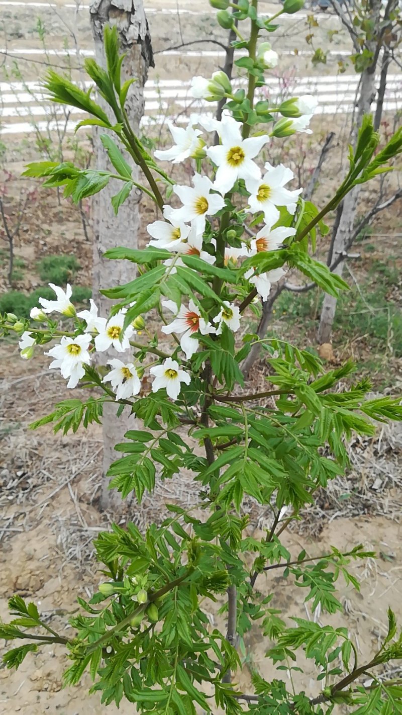 自家文官树，旱地种植，根系好无病虫害，杆直