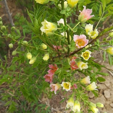 自家文官树，旱地种植，根系好无病虫害，杆直
