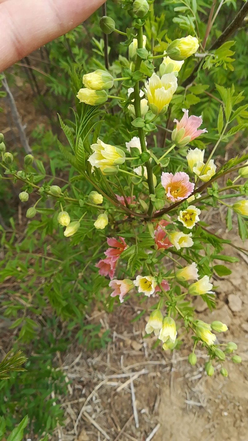 自家文官树，旱地种植，根系好无病虫害，杆直