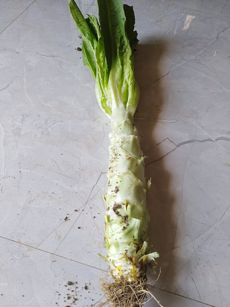 莴笋