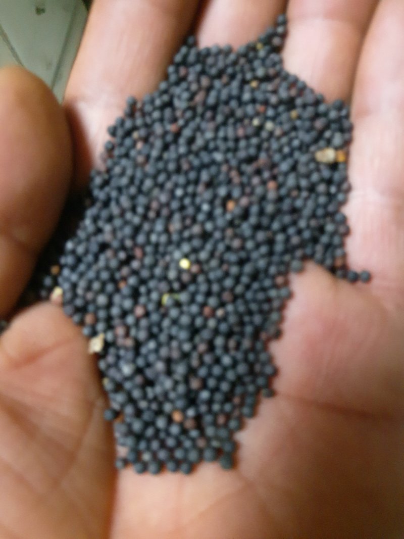 精品油籽，出油高，香味好