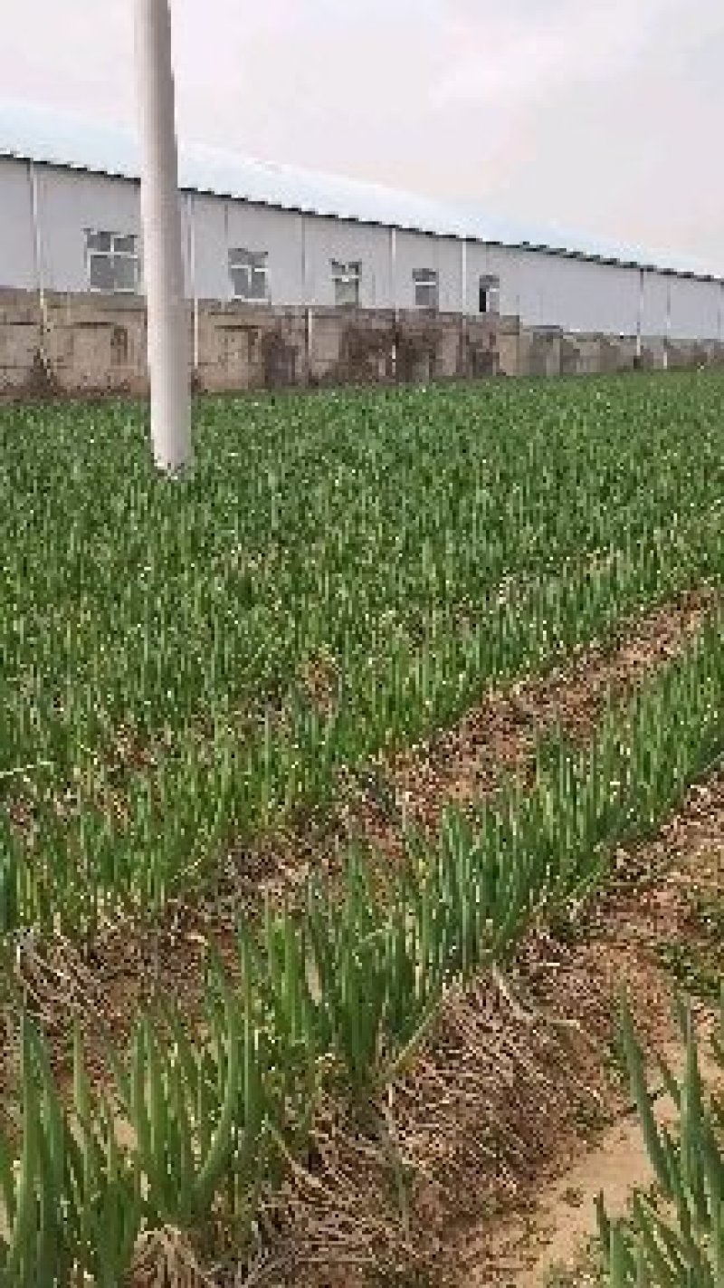 长白葱