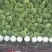 窖储大白菜（北京三号）大量供货，需要的联系