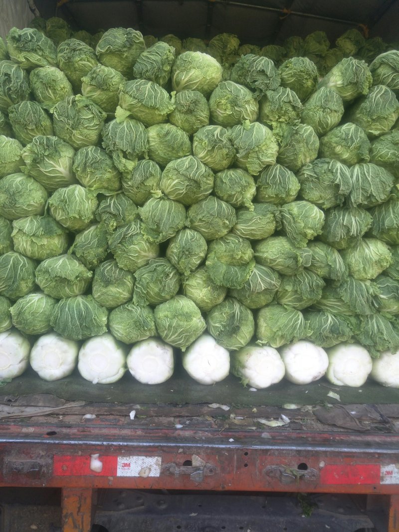 窖储大白菜（北京三号）大量供货，需要的联系