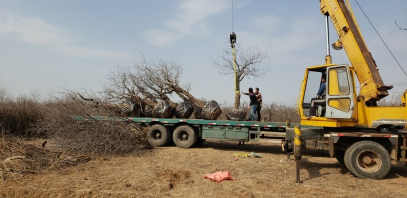 果树苗金丝小枣苗冬枣树苗五十万亩基地批发提供栽培死苗补发