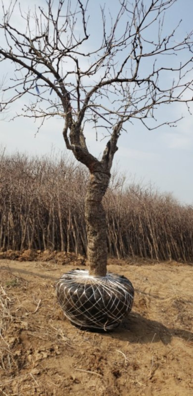 果树苗金丝小枣苗冬枣树苗五十万亩基地批发提供栽培死苗补发
