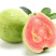 福建芭乐红心番石榴货源充足稳定长期发往全国对接电商团购