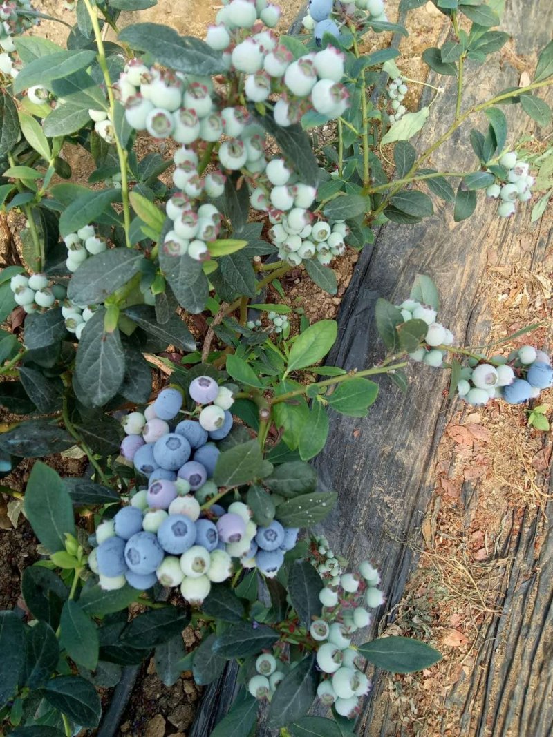 大连陆地蓝莓成熟了味道纯正好山好水出好果