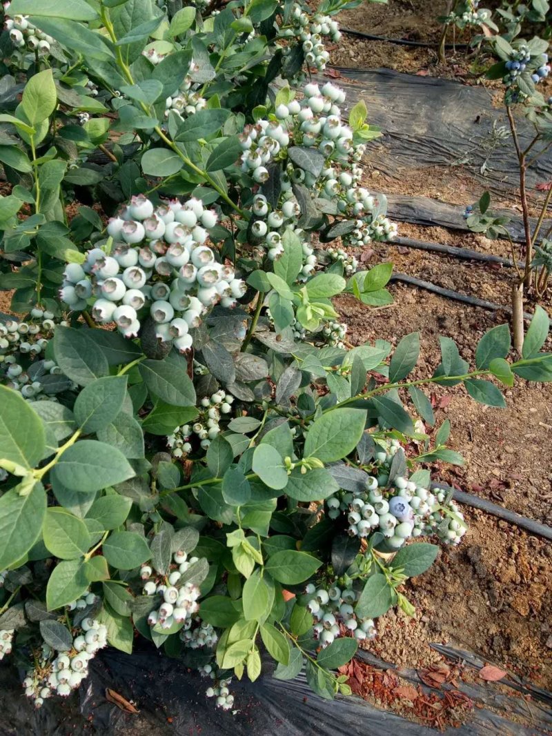 大连陆地蓝莓成熟了味道纯正好山好水出好果