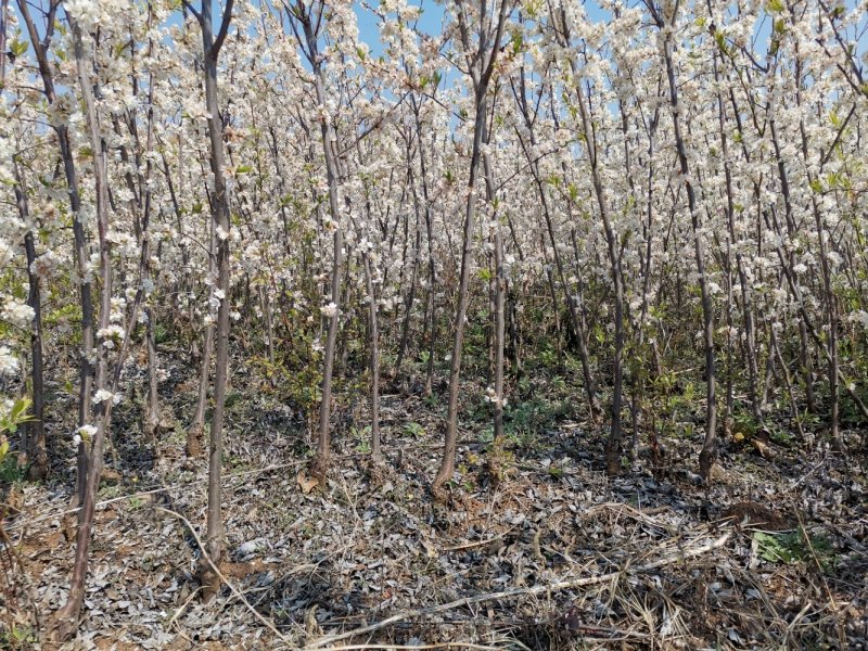 蜂糖李李子当年结果产量方硕