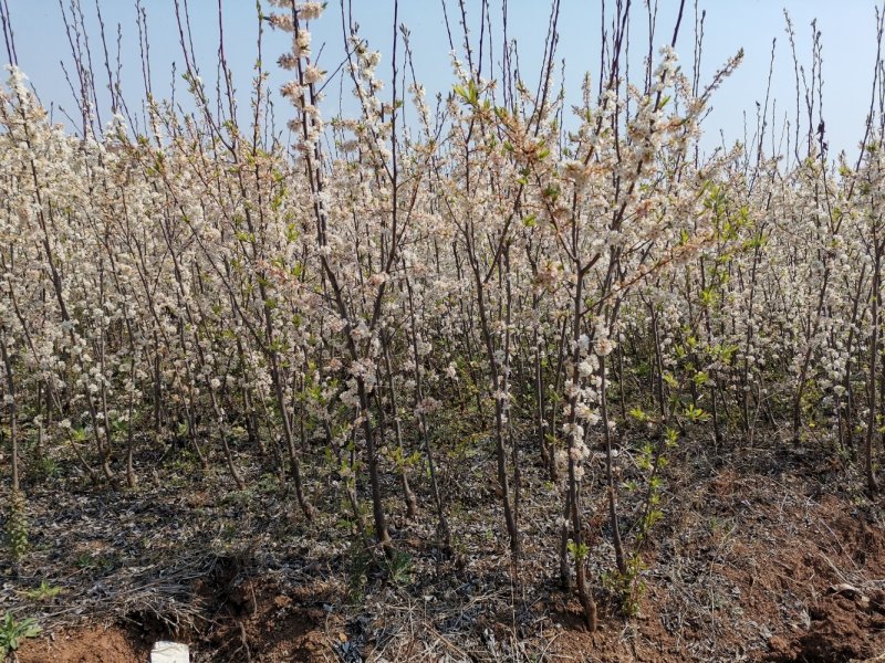 蜂糖李李子当年结果产量方硕