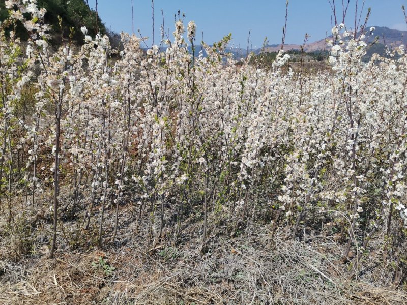 蜂糖李李子当年结果产量方硕
