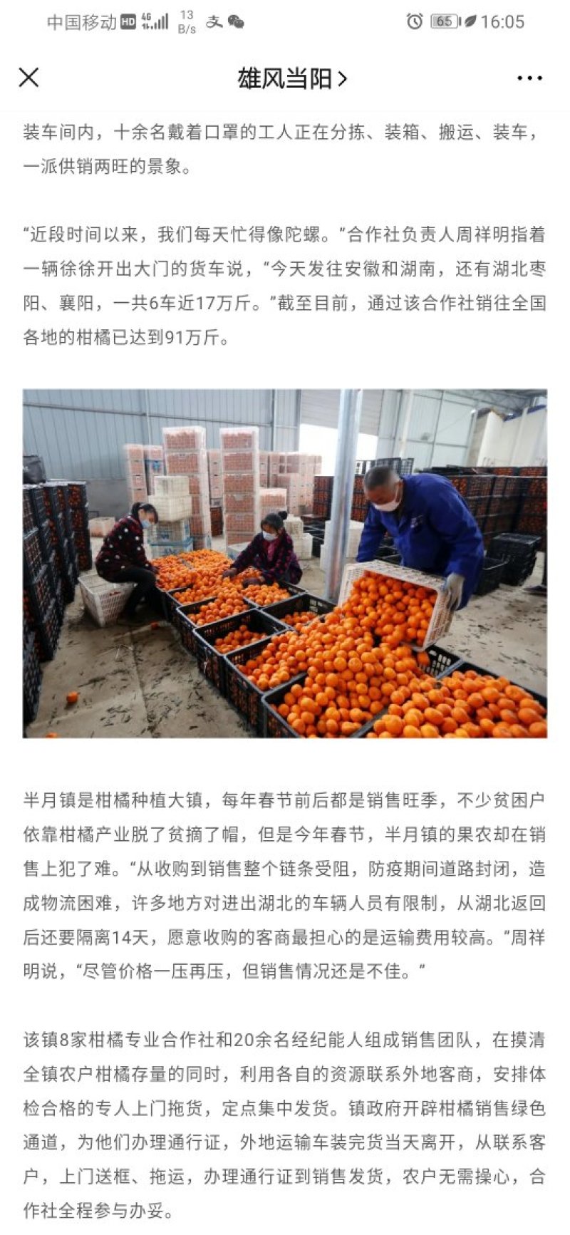 湖北当阳椪柑大量出货